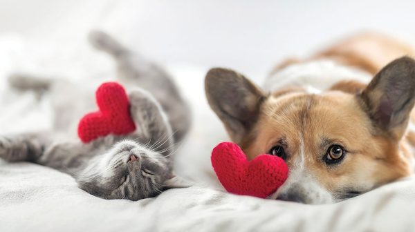 Dog and cat laying on a bed with heart shaped toys.