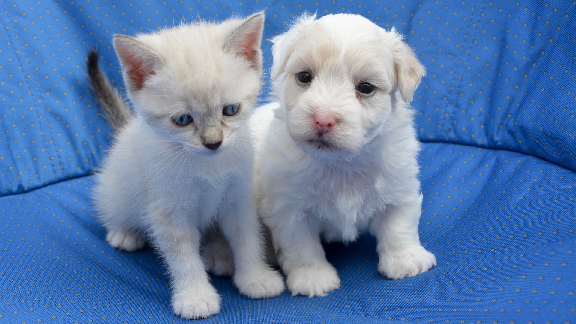 White kitten and puppy on a blue pet bed.
