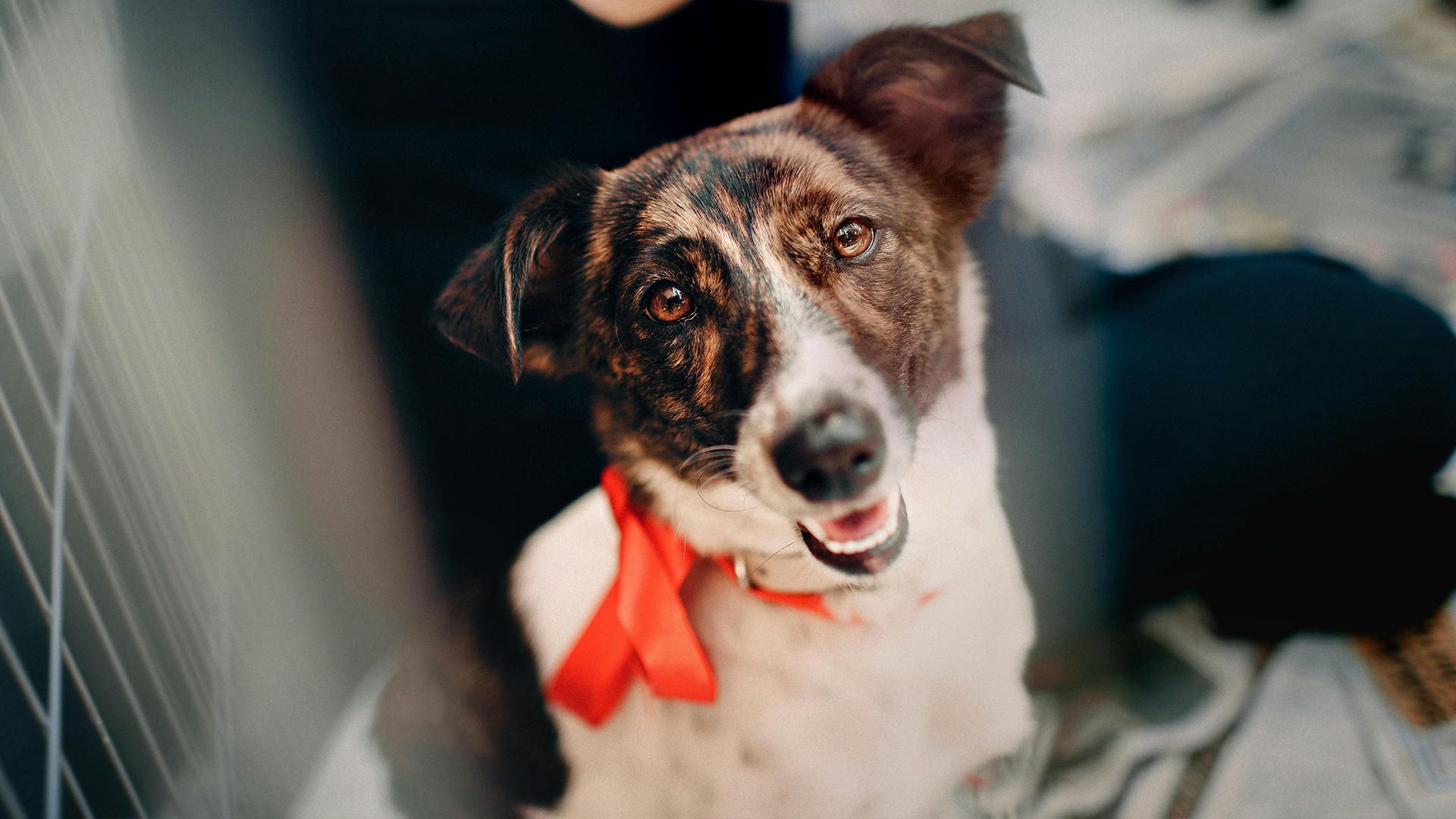 dog wearing a red bow